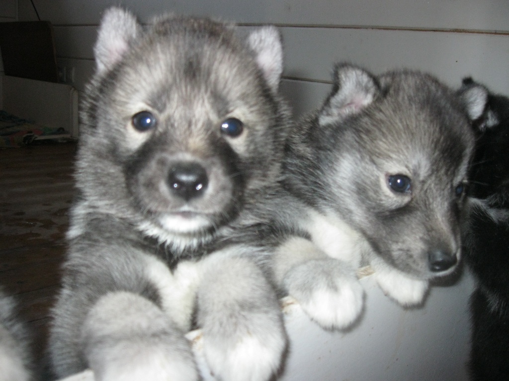 De La Fleur De Lys De La Ternoise - MAGNIFIQUES CHIOTS DE I'BOREALE.