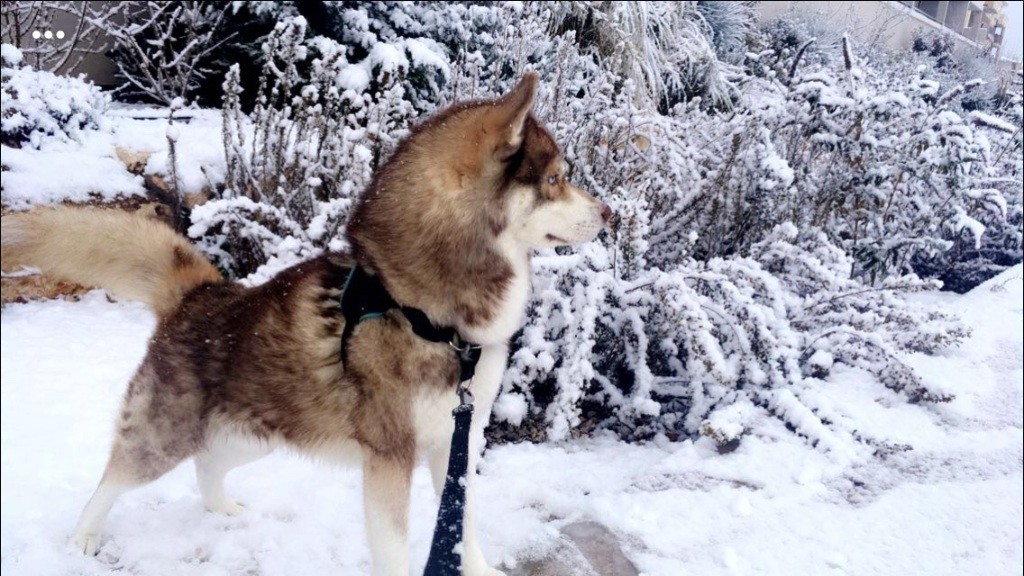 De La Fleur De Lys De La Ternoise - La Neige pour LOUP à Aix en Provence.