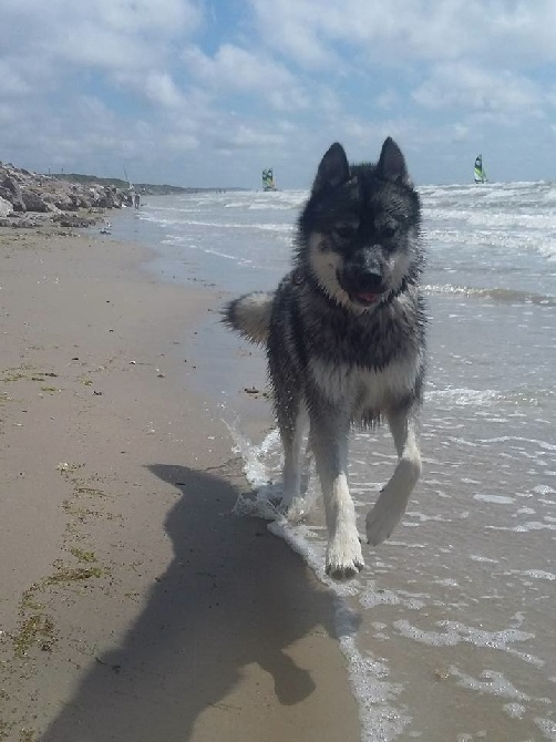 De La Fleur De Lys De La Ternoise - LAIKO (fils de I'BORÉALE et HOUSTON) à la mer....