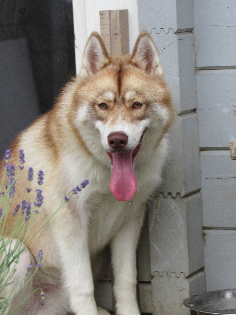 De La Fleur De Lys De La Ternoise - OUSTON Junior,fils de JELLY et HOUSTON'Rocket venu me rendre visite