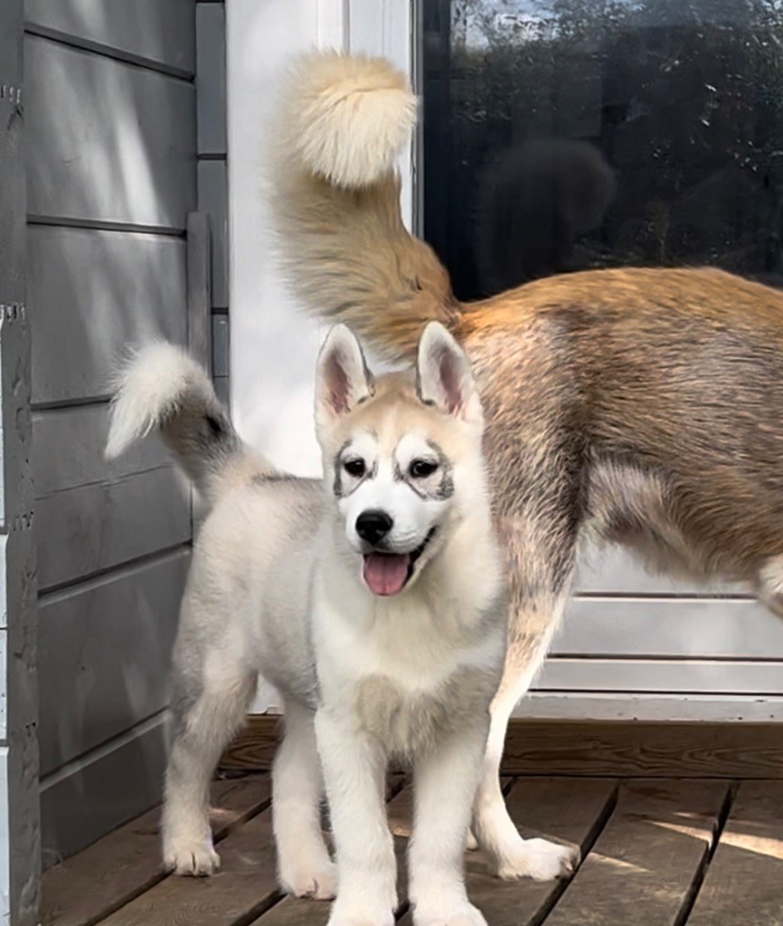 chiot Siberian Husky De La Fleur De Lys De La Ternoise