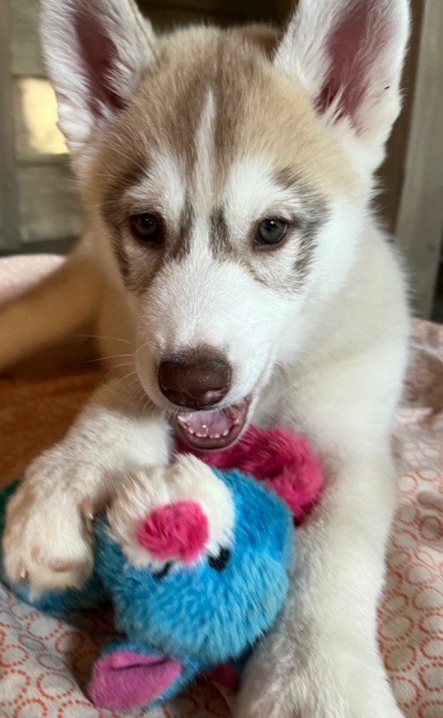 chiot Siberian Husky De La Fleur De Lys De La Ternoise