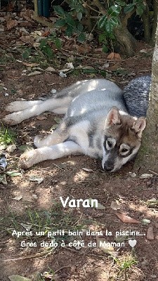 Varan 