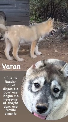 Varan 