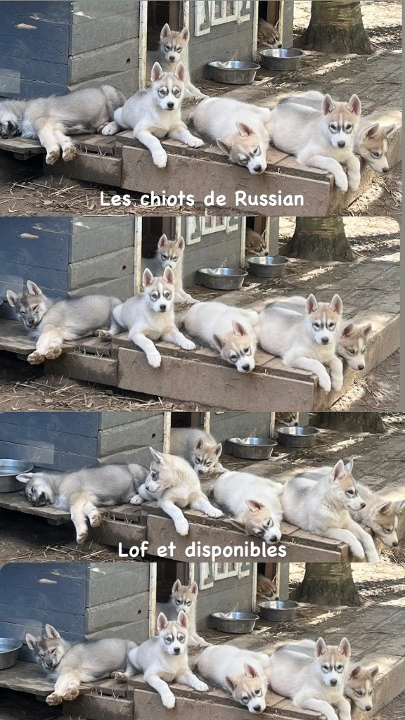 chiot Siberian Husky De La Fleur De Lys De La Ternoise