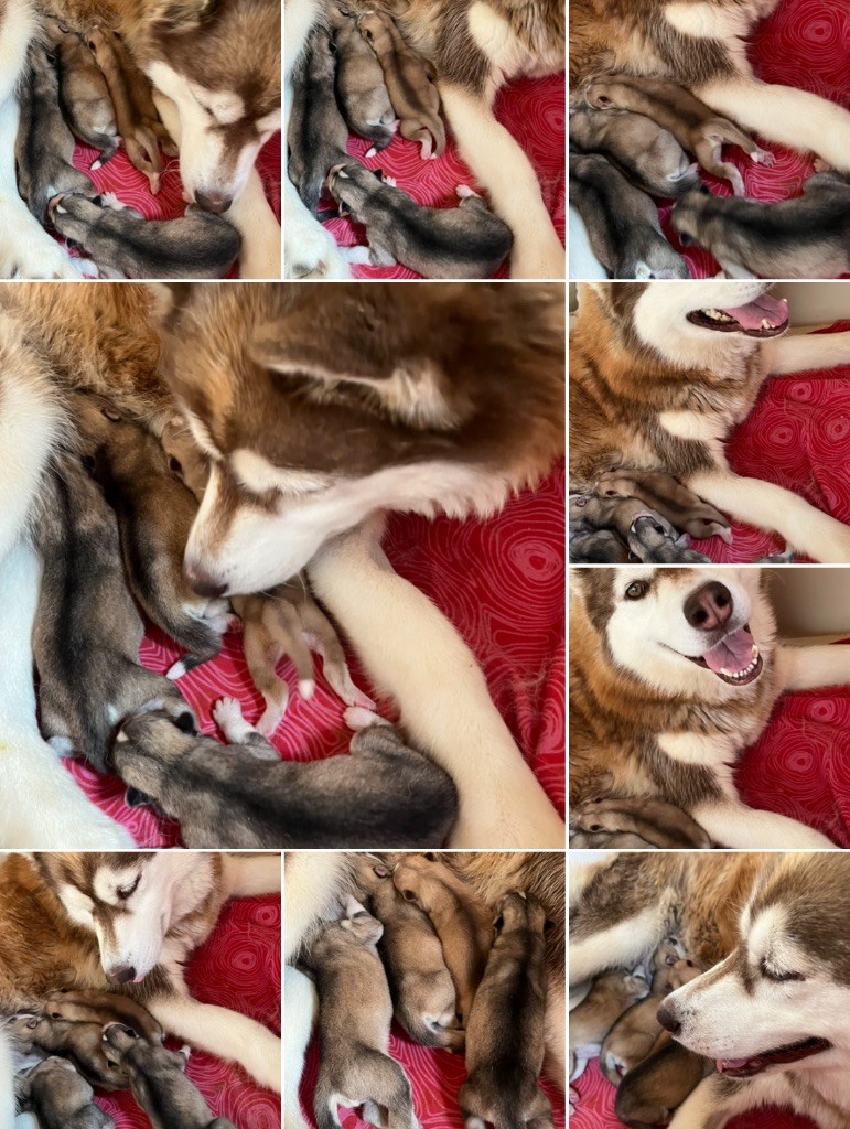 Chiot Siberian Husky De La Fleur De Lys De La Ternoise