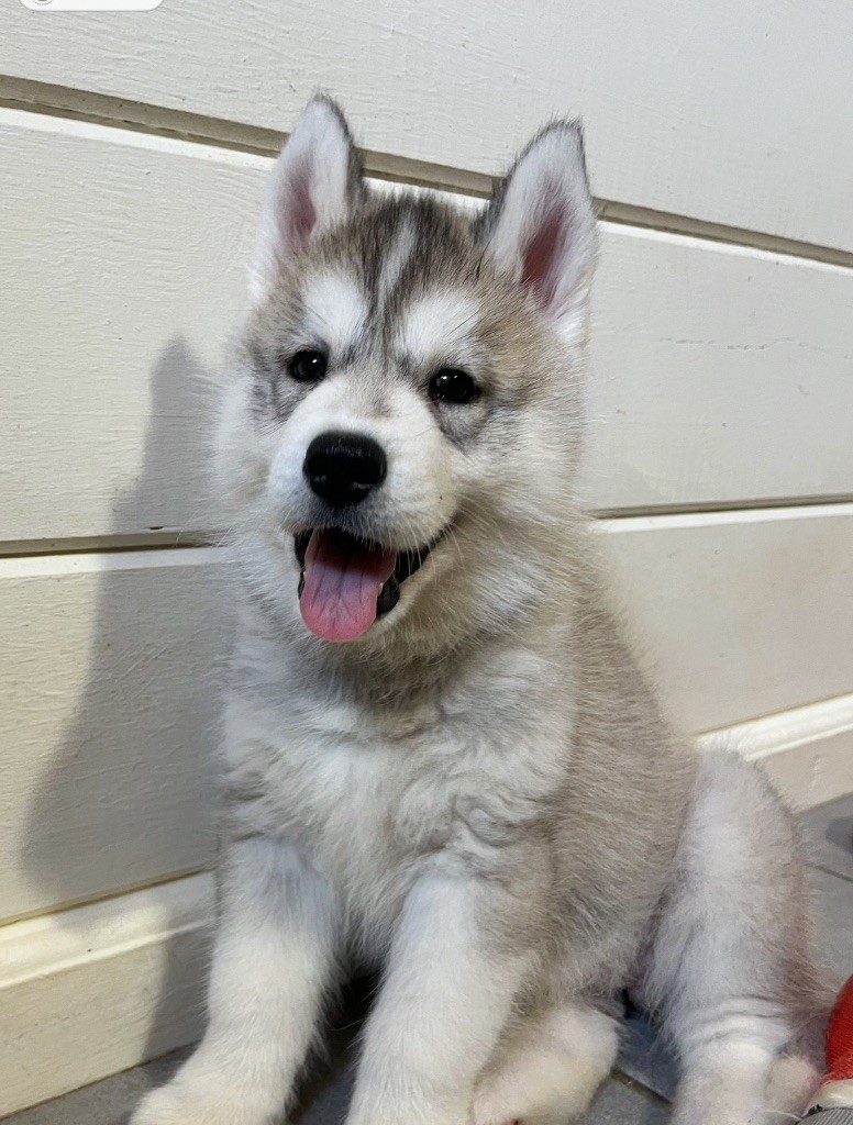 De La Fleur De Lys De La Ternoise - Chiots disponibles - Siberian Husky