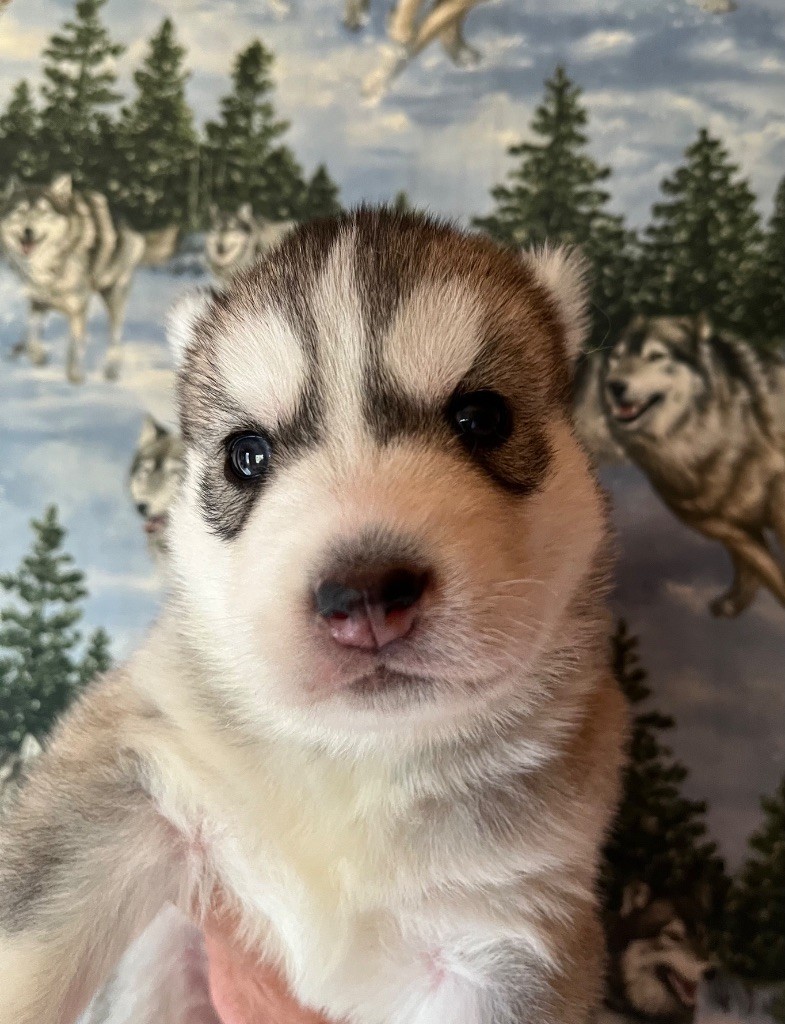 De La Fleur De Lys De La Ternoise - Chiots disponibles - Siberian Husky