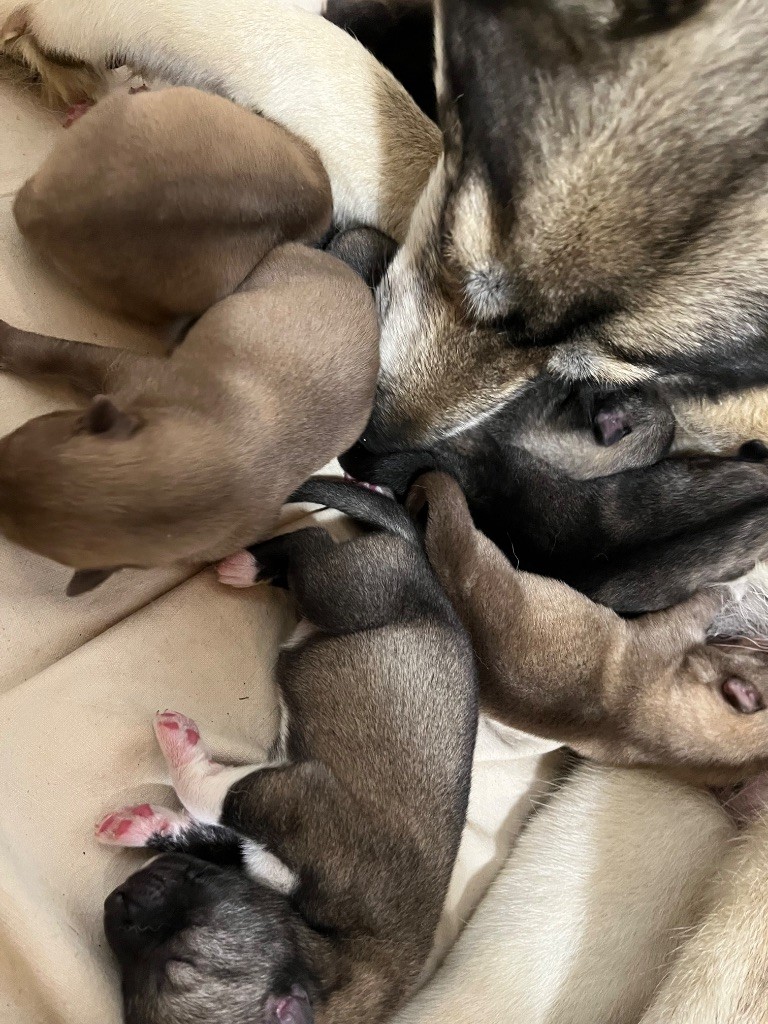 De La Fleur De Lys De La Ternoise - Chiots disponibles - Siberian Husky