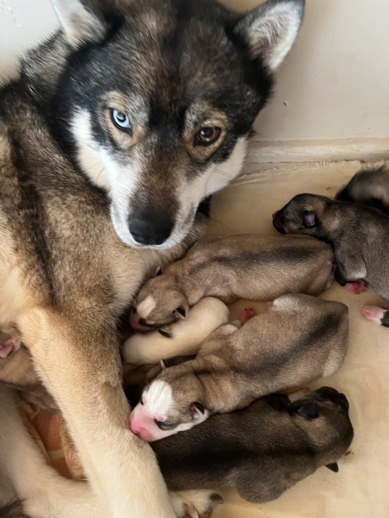 De La Fleur De Lys De La Ternoise - Chiots disponibles - Siberian Husky