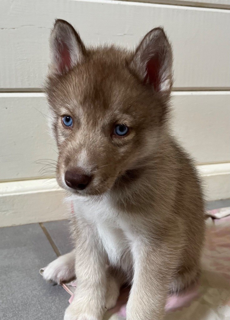 De La Fleur De Lys De La Ternoise - Chiots disponibles - Siberian Husky