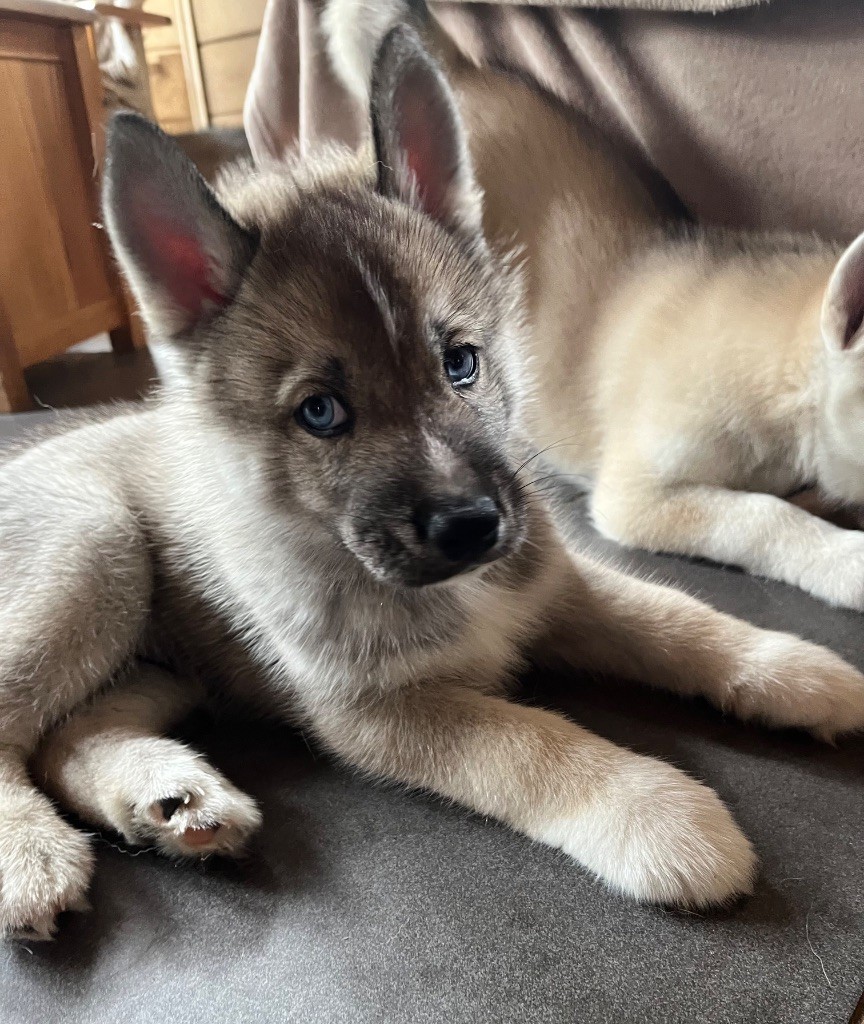 De La Fleur De Lys De La Ternoise - Chiots disponibles - Siberian Husky