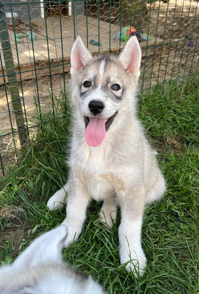 De La Fleur De Lys De La Ternoise - Chiots disponibles - Siberian Husky
