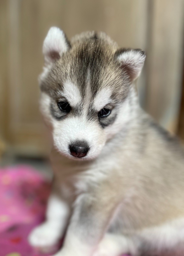 De La Fleur De Lys De La Ternoise - Chiots disponibles - Siberian Husky