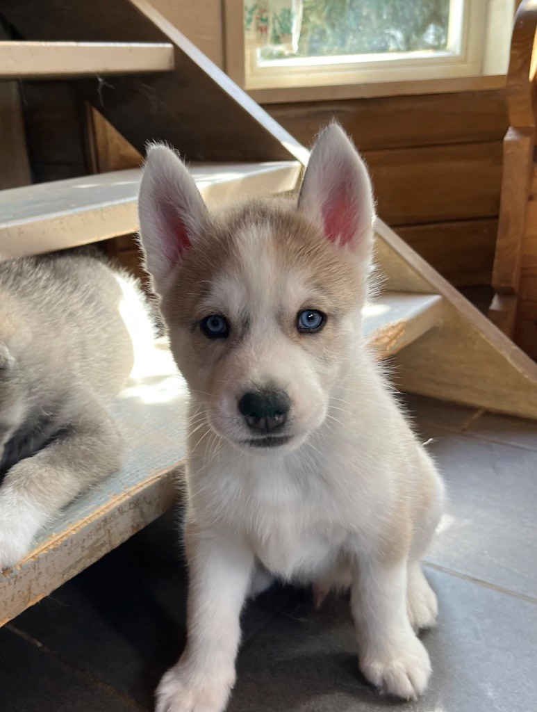 De La Fleur De Lys De La Ternoise - Chiots disponibles - Siberian Husky