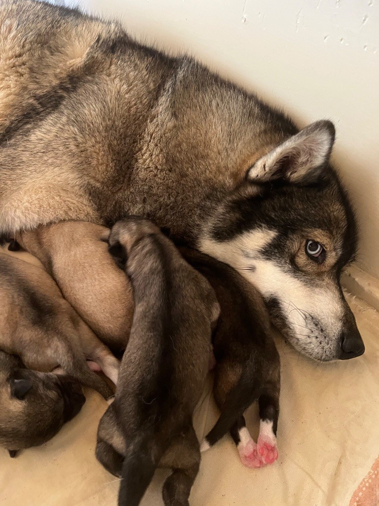 De La Fleur De Lys De La Ternoise - Chiots disponibles - Siberian Husky
