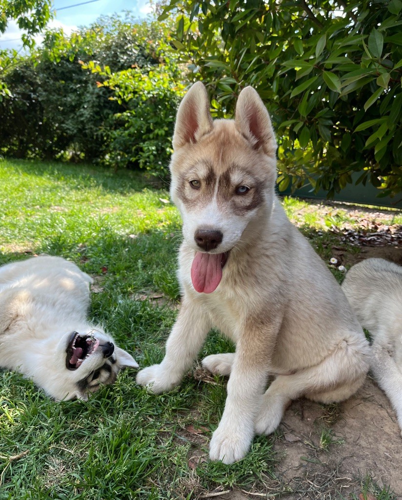 De La Fleur De Lys De La Ternoise - Chiots disponibles - Siberian Husky