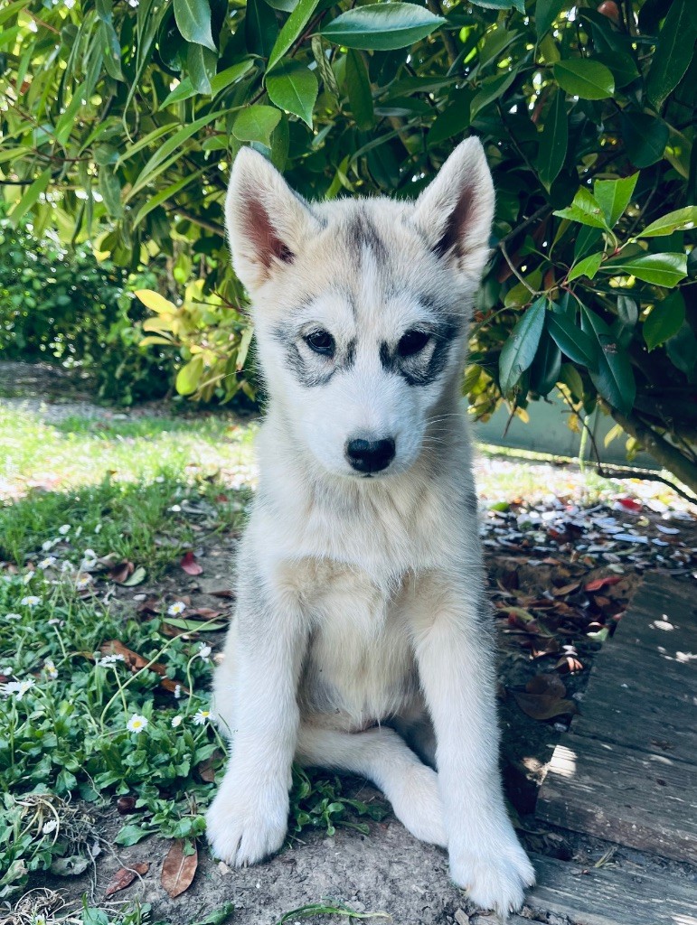 De La Fleur De Lys De La Ternoise - Chiots disponibles - Siberian Husky