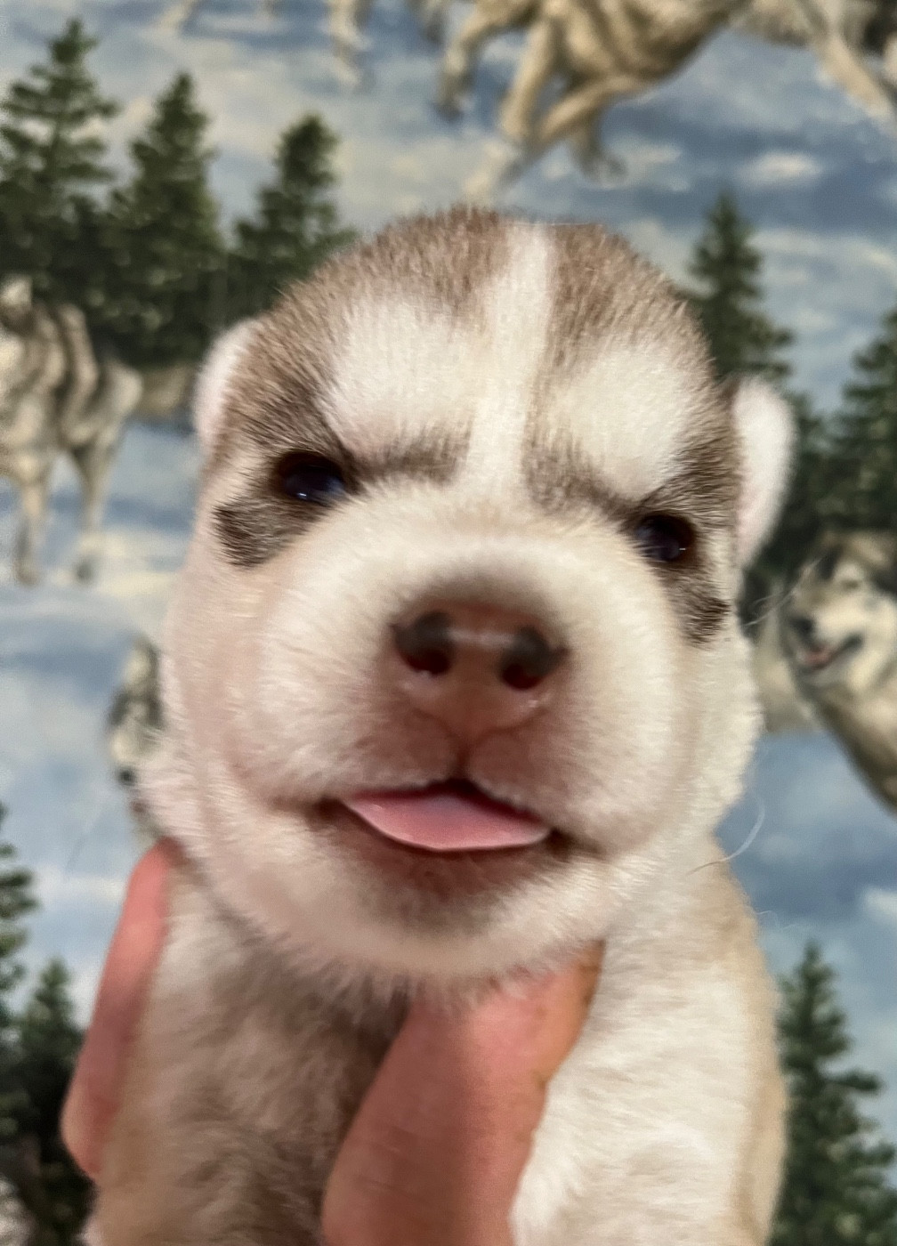 De La Fleur De Lys De La Ternoise - Chiots disponibles - Siberian Husky