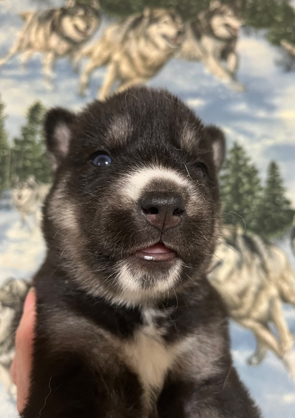 De La Fleur De Lys De La Ternoise - Chiots disponibles - Siberian Husky