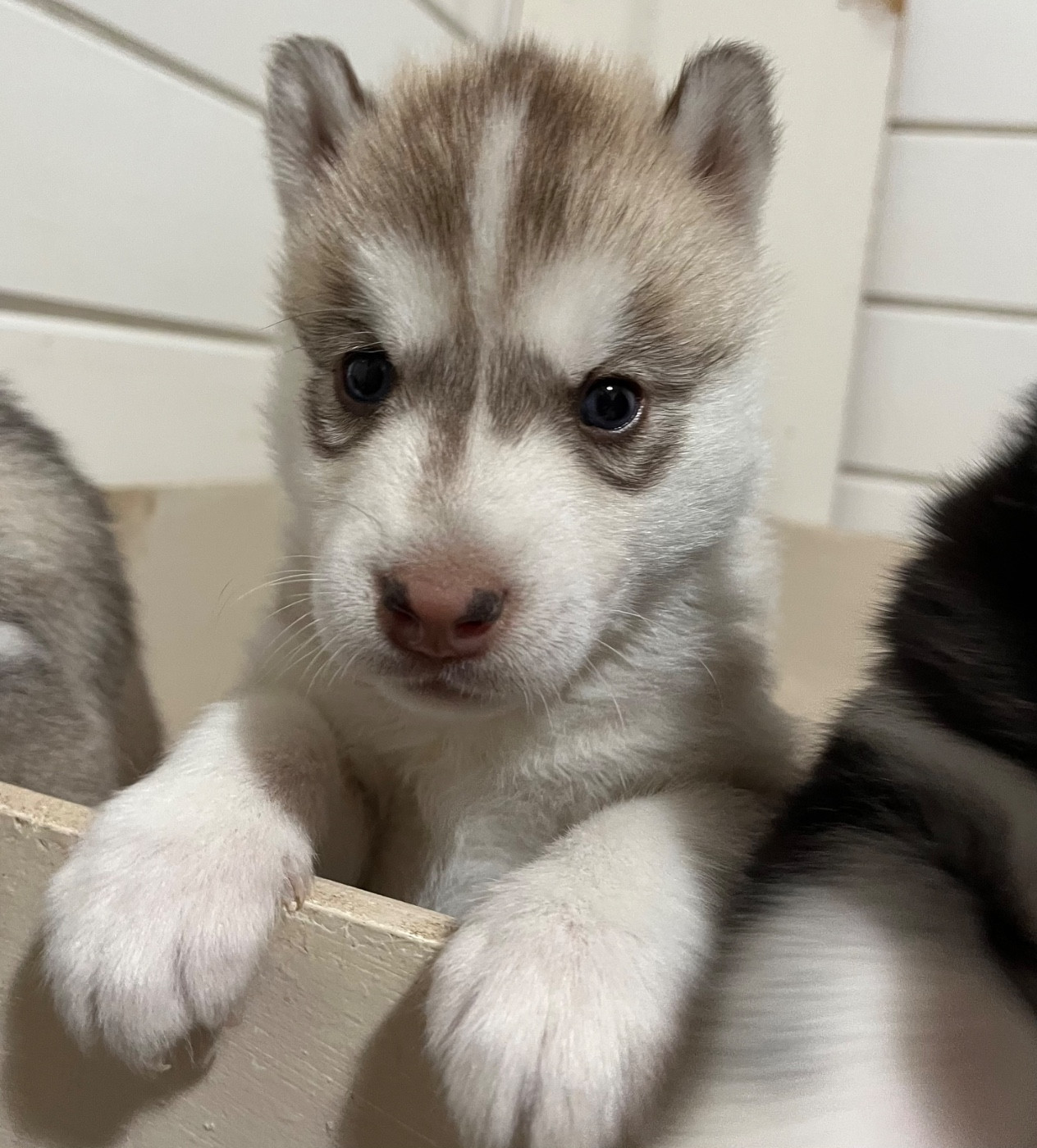 De La Fleur De Lys De La Ternoise - Chiots disponibles - Siberian Husky