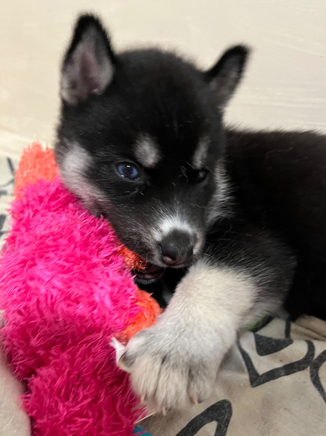 De La Fleur De Lys De La Ternoise - Chiots disponibles - Siberian Husky