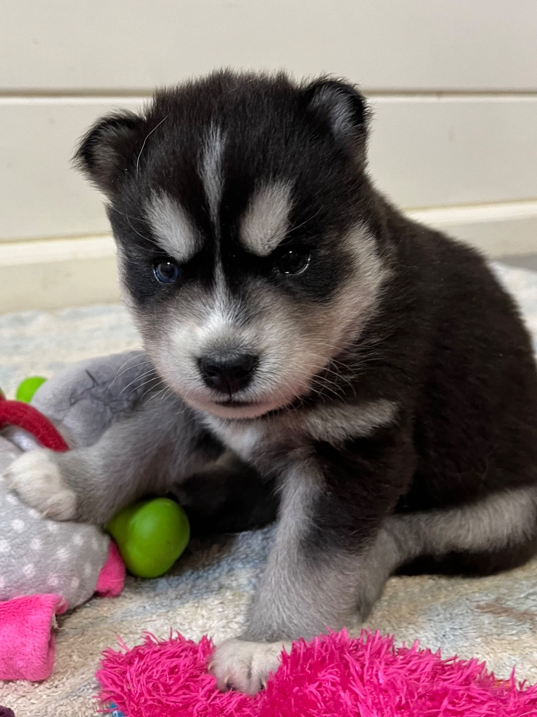 De La Fleur De Lys De La Ternoise - Chiots disponibles - Siberian Husky