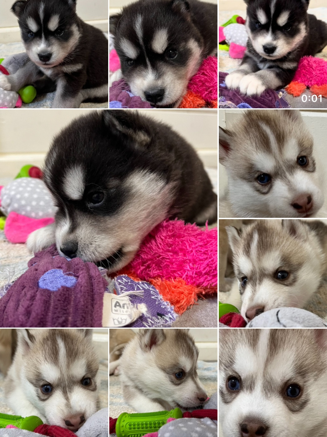 De La Fleur De Lys De La Ternoise - Siberian Husky - Portée née le 11/11/2025