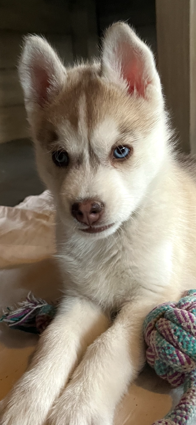 De La Fleur De Lys De La Ternoise - Siberian Husky - Portée née le 11/11/2025