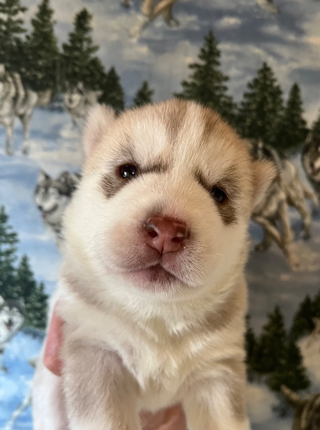 De La Fleur De Lys De La Ternoise - Chiots disponibles - Siberian Husky