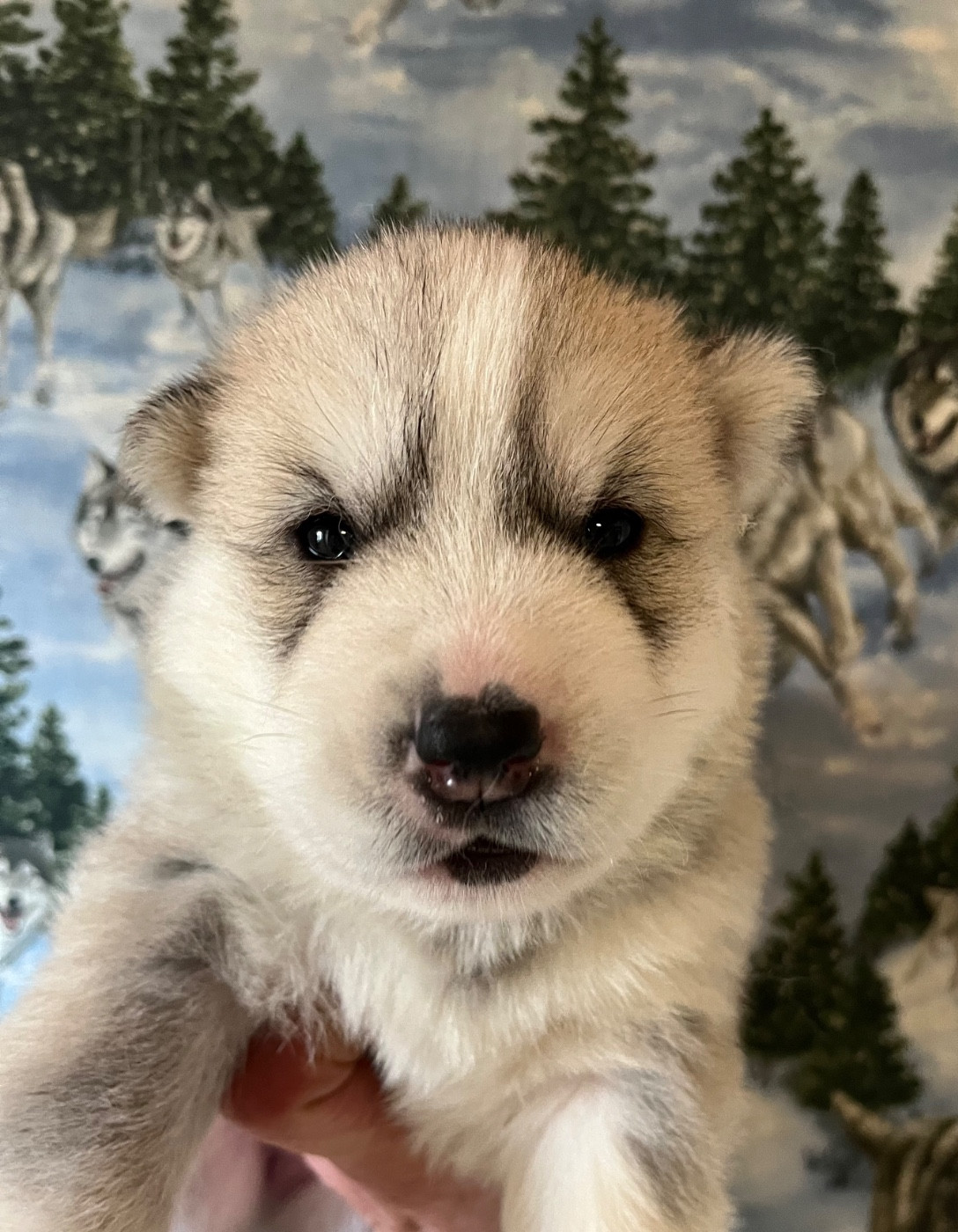 De La Fleur De Lys De La Ternoise - Chiots disponibles - Siberian Husky