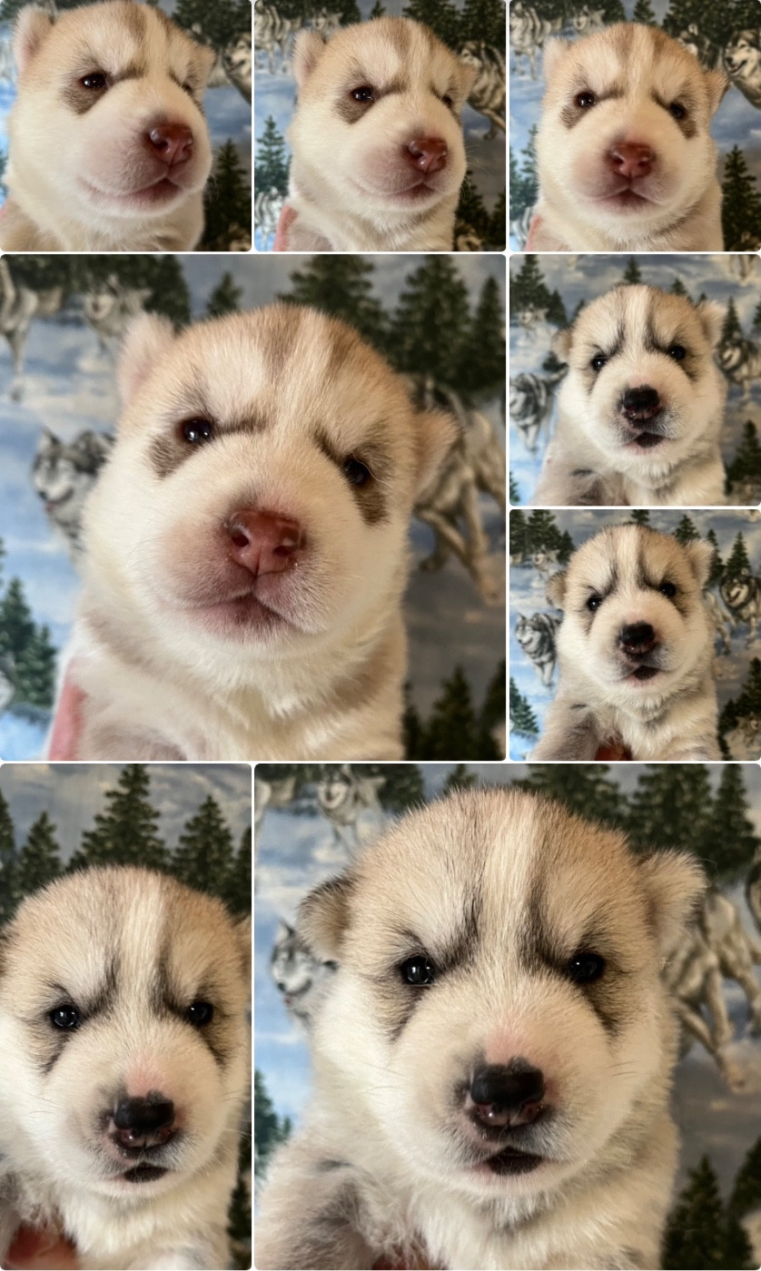 Chiot Siberian Husky De La Fleur De Lys De La Ternoise