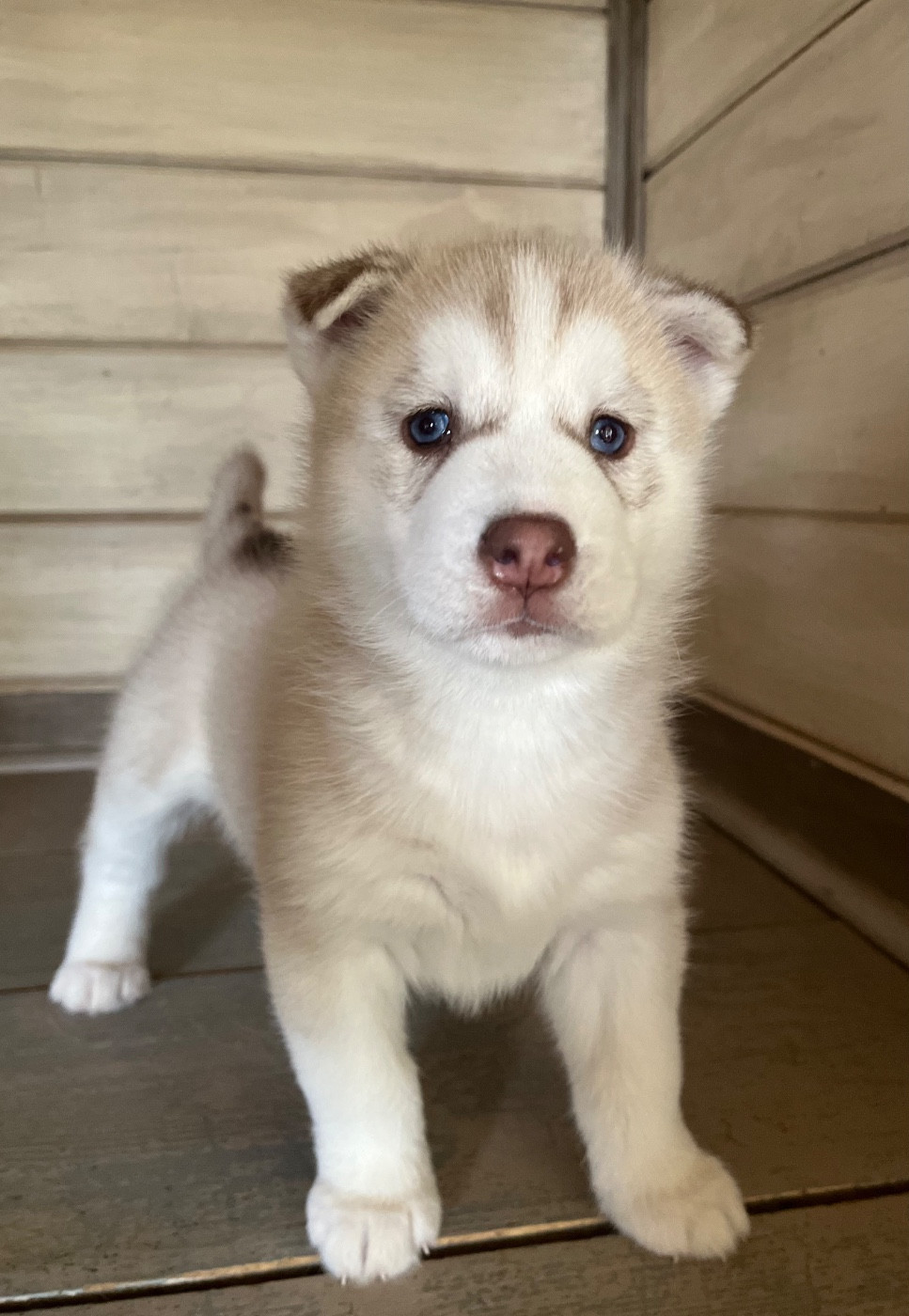 De La Fleur De Lys De La Ternoise - Chiots disponibles - Siberian Husky