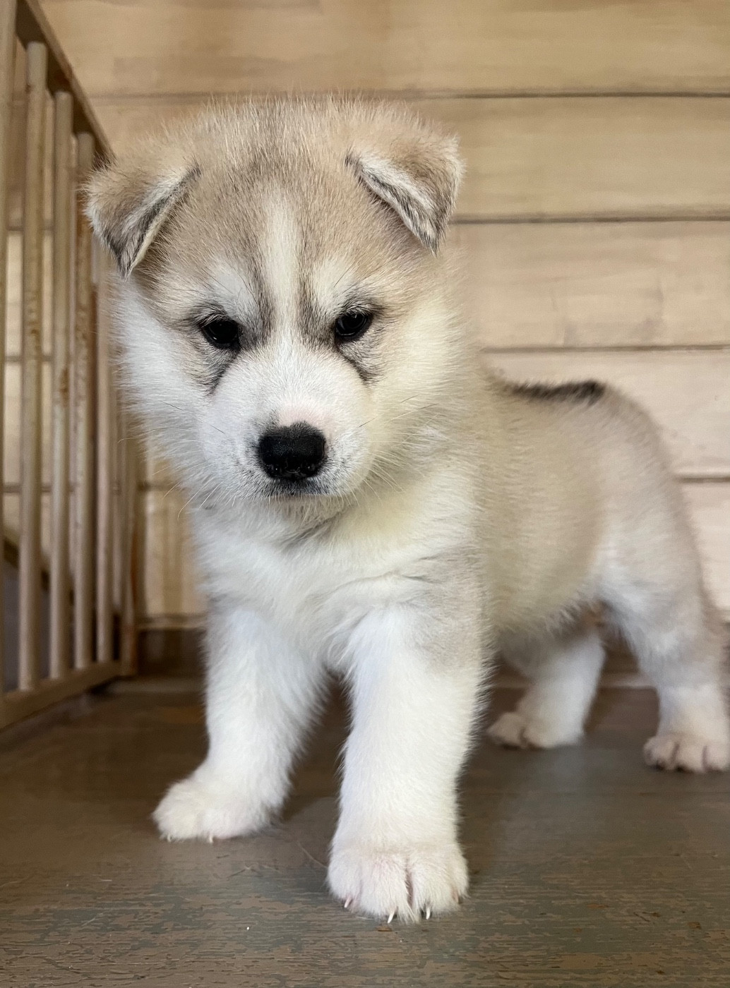 De La Fleur De Lys De La Ternoise - Chiots disponibles - Siberian Husky