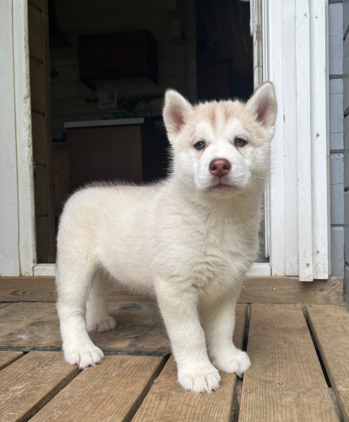 De La Fleur De Lys De La Ternoise - Chiots disponibles - Siberian Husky
