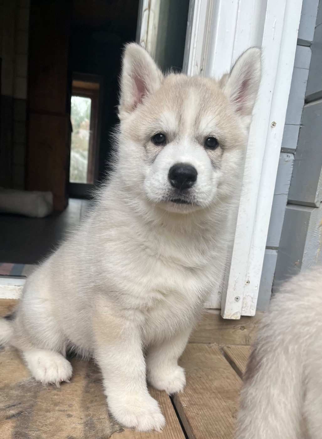 De La Fleur De Lys De La Ternoise - Chiots disponibles - Siberian Husky