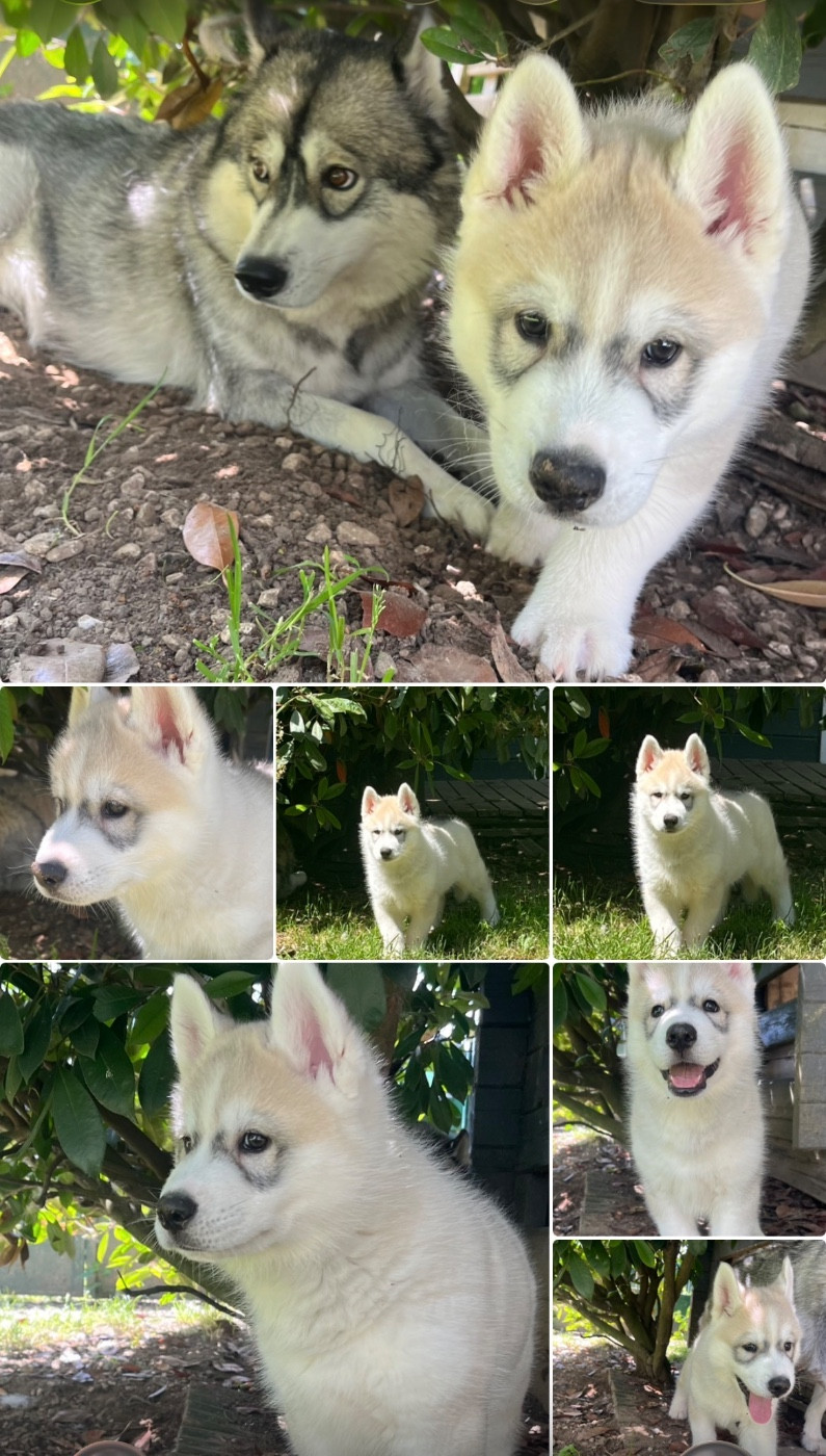 Chiot Siberian Husky De La Fleur De Lys De La Ternoise