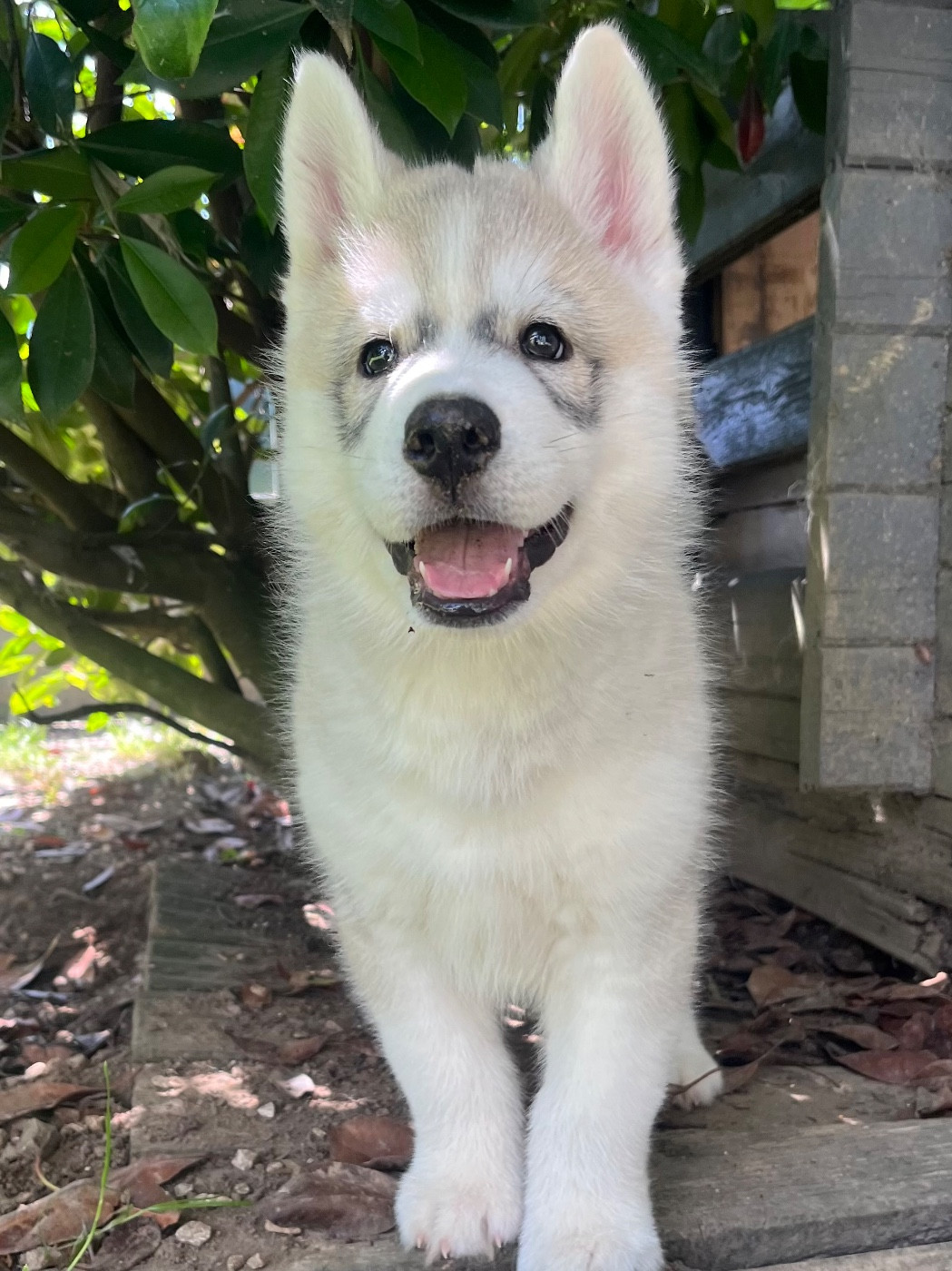 De La Fleur De Lys De La Ternoise - Chiots disponibles - Siberian Husky
