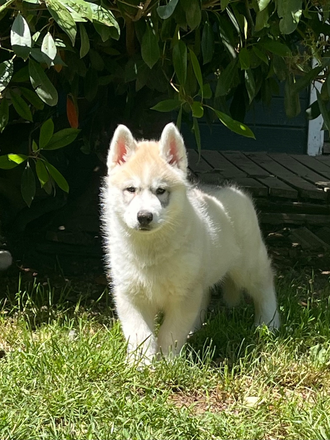 De La Fleur De Lys De La Ternoise - Chiots disponibles - Siberian Husky