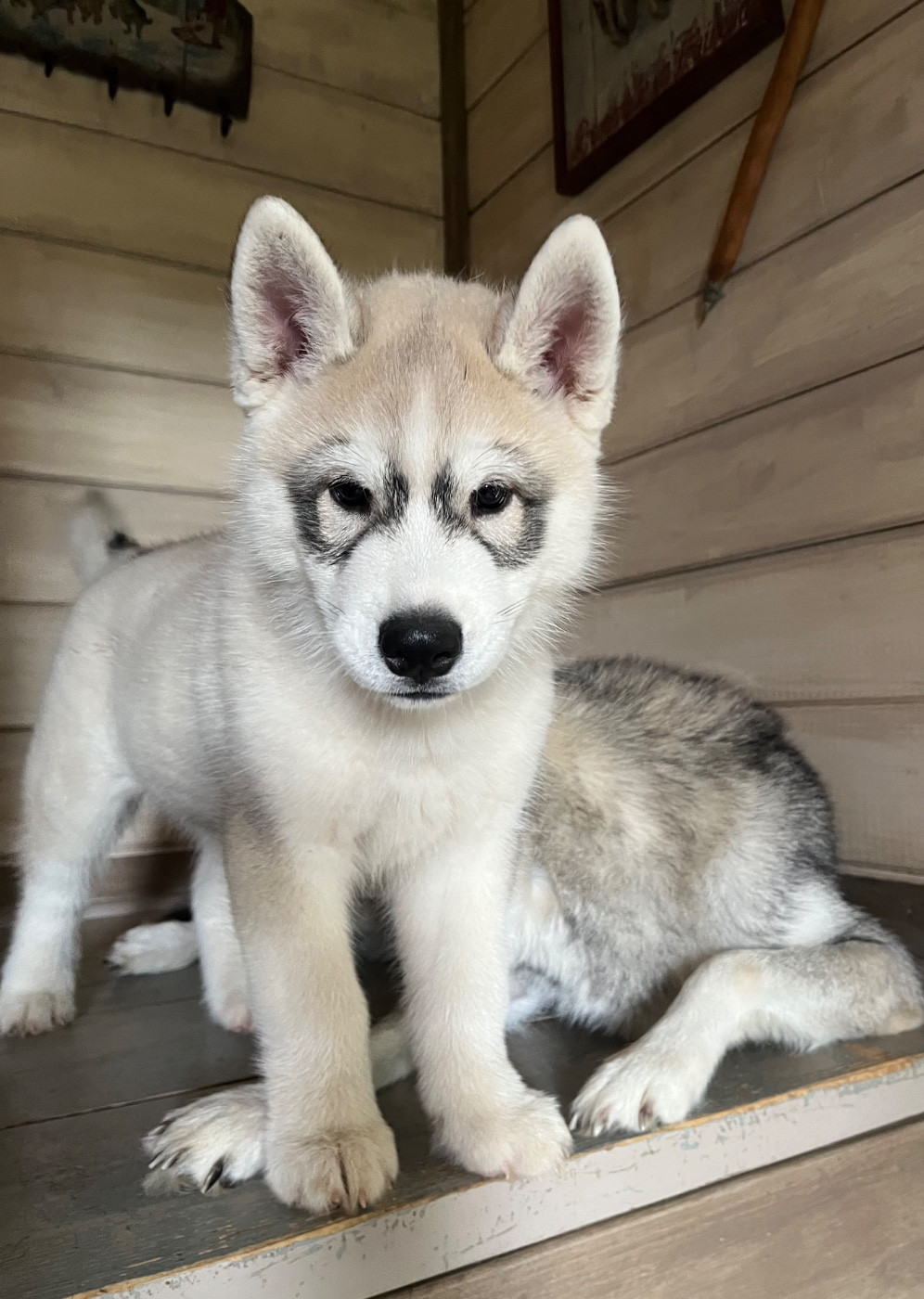 De La Fleur De Lys De La Ternoise - Chiots disponibles - Siberian Husky