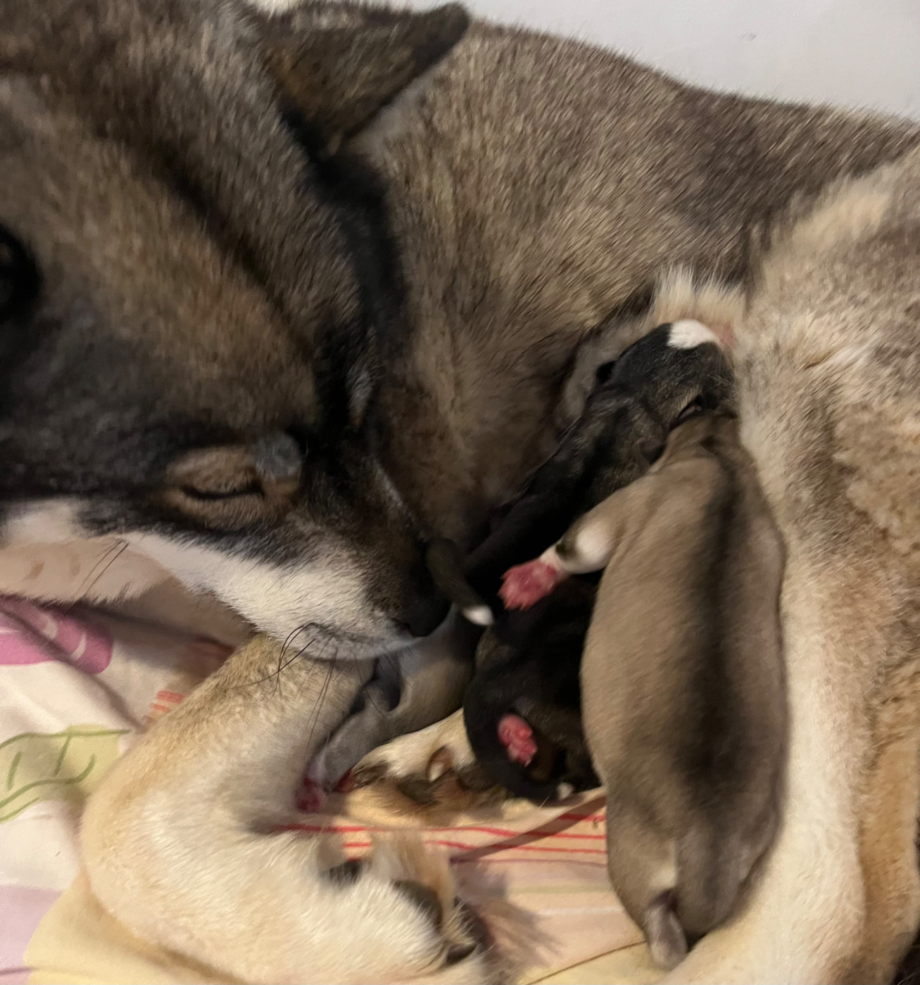 De La Fleur De Lys De La Ternoise - Chiots disponibles - Siberian Husky