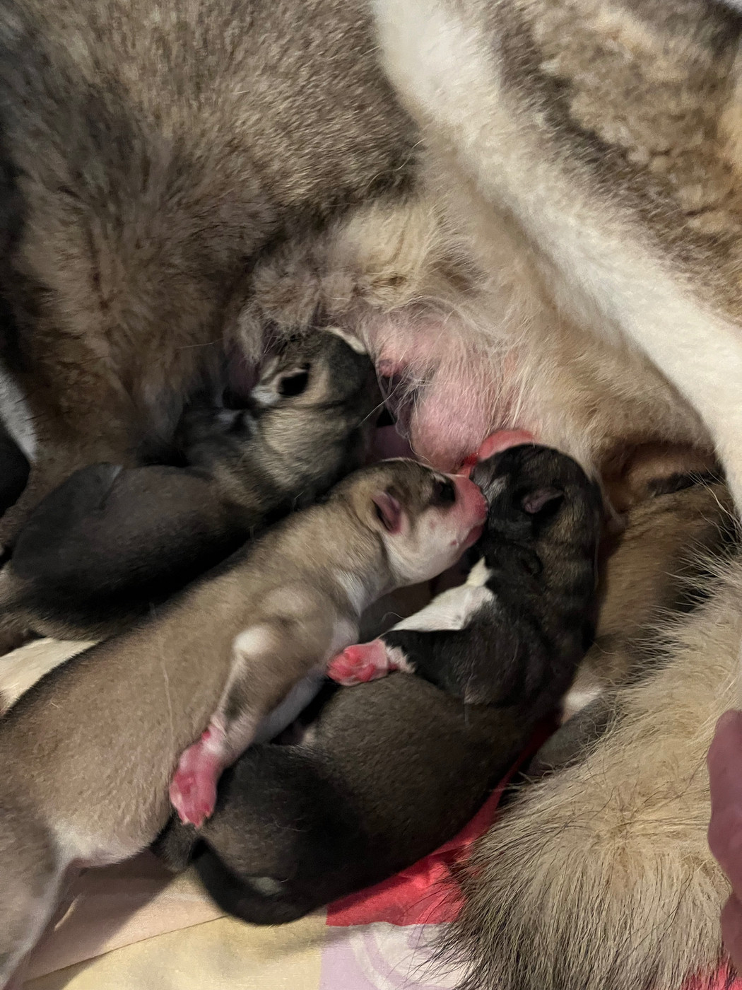 De La Fleur De Lys De La Ternoise - Chiots disponibles - Siberian Husky