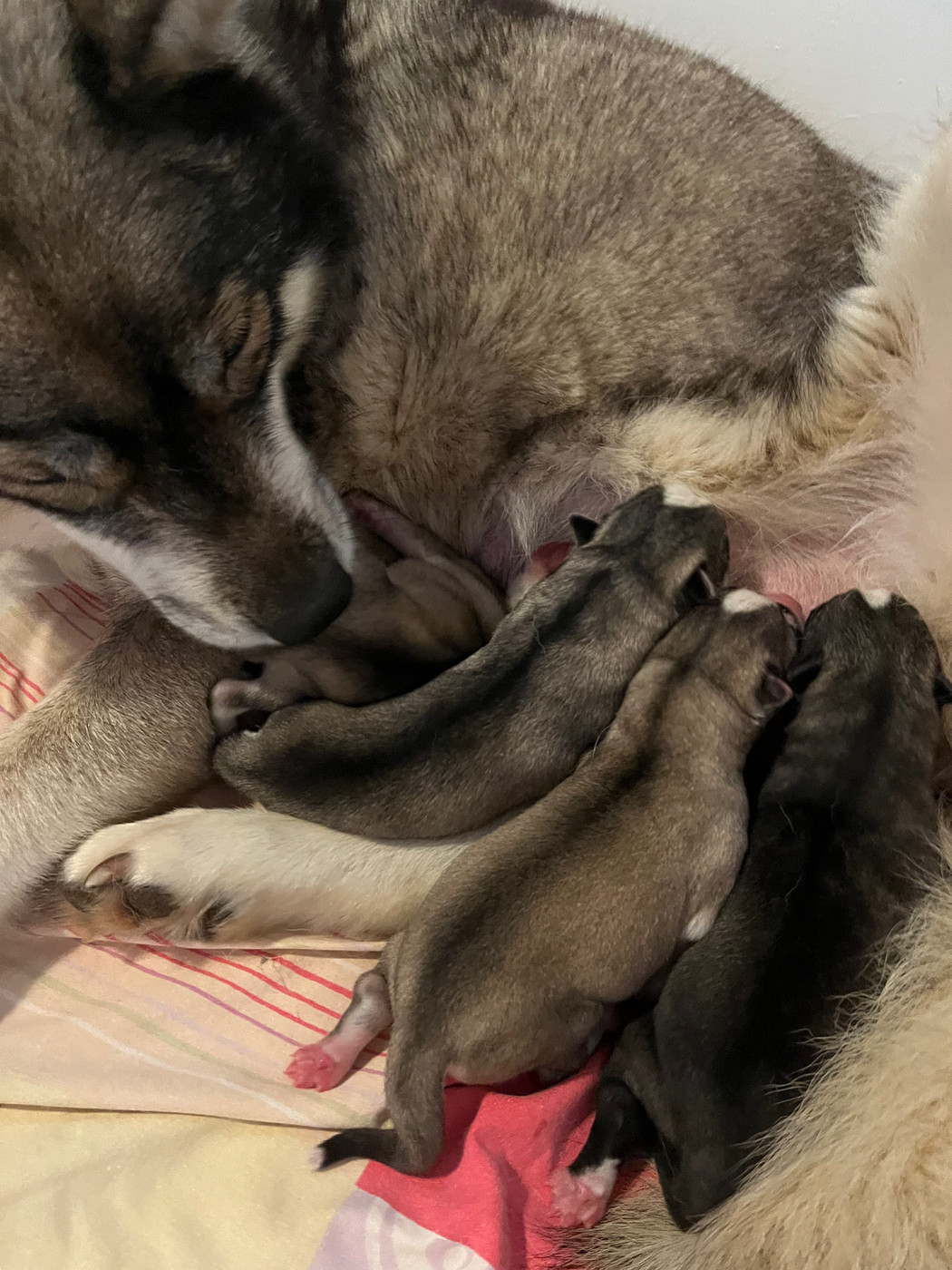 De La Fleur De Lys De La Ternoise - Chiots disponibles - Siberian Husky