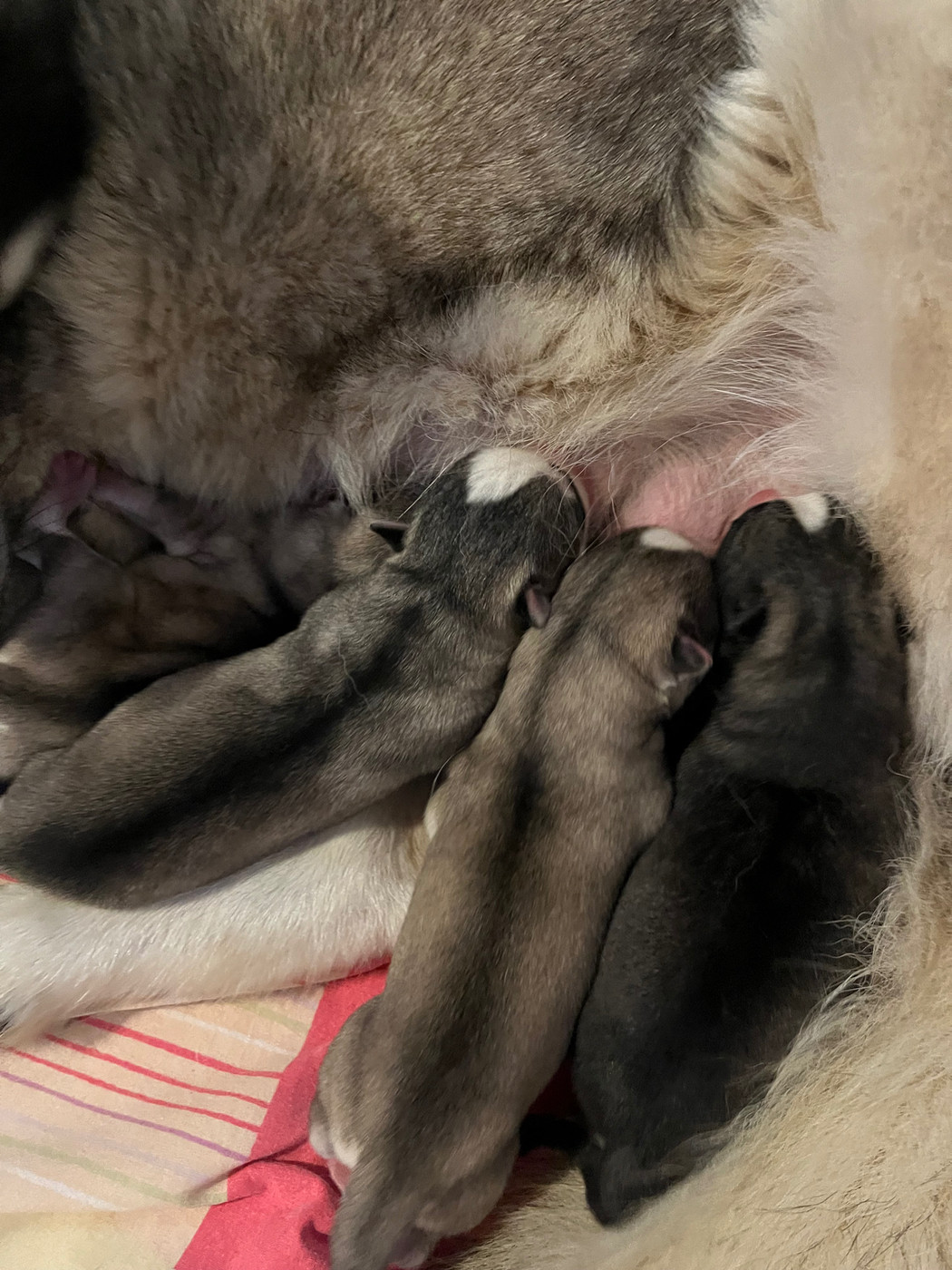 De La Fleur De Lys De La Ternoise - Chiots disponibles - Siberian Husky