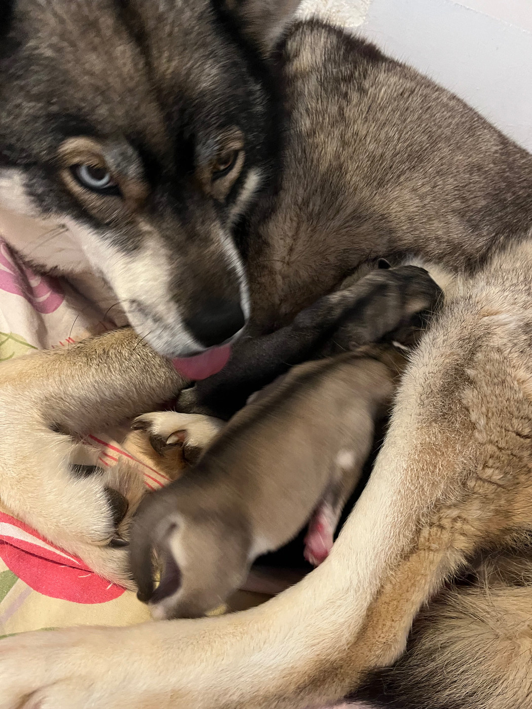 Chiot Siberian Husky De La Fleur De Lys De La Ternoise