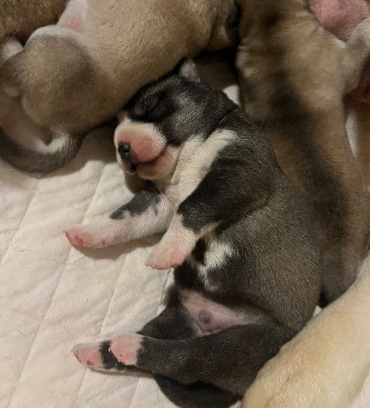 De La Fleur De Lys De La Ternoise - Chiots disponibles - Siberian Husky