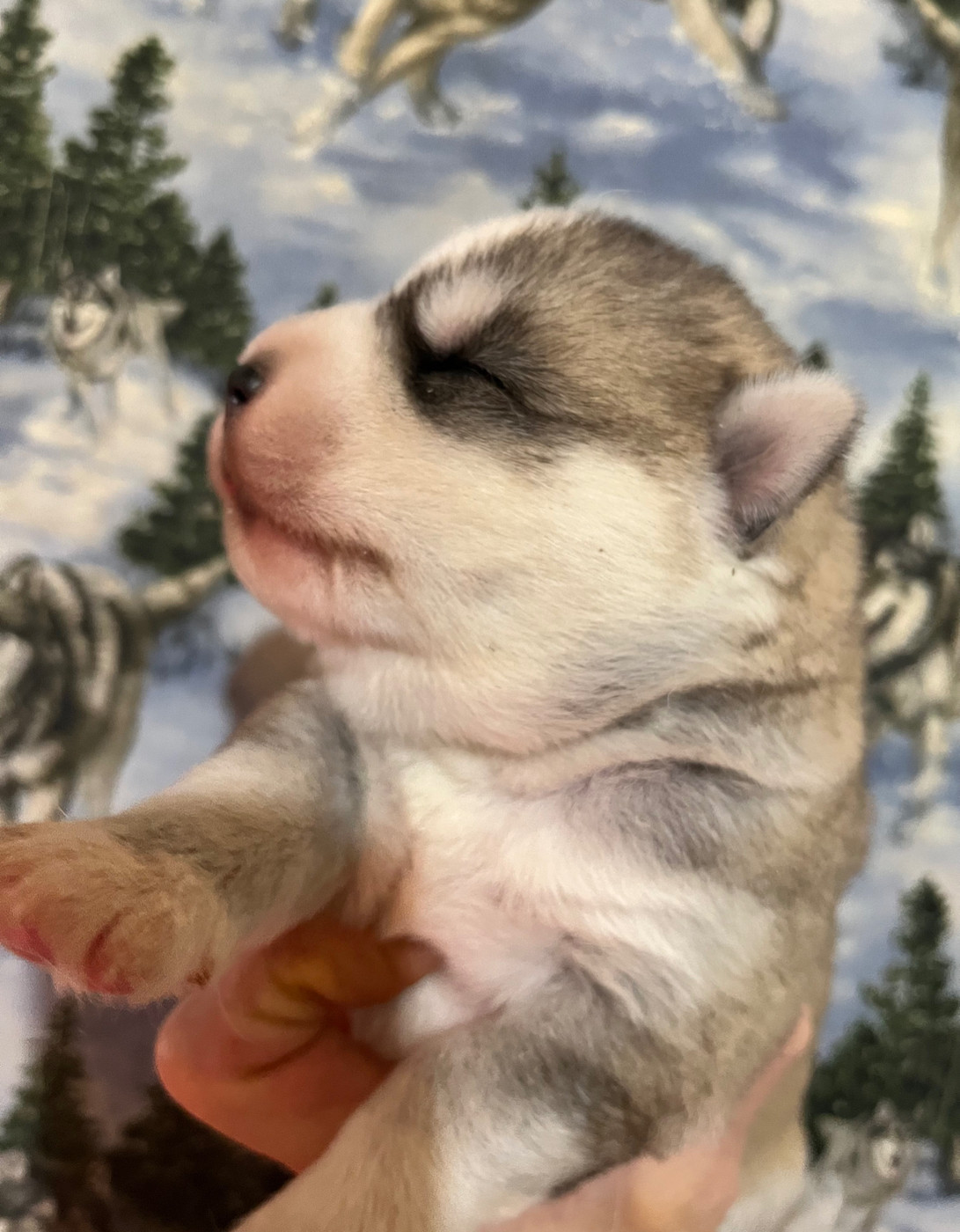 De La Fleur De Lys De La Ternoise - Chiots disponibles - Siberian Husky