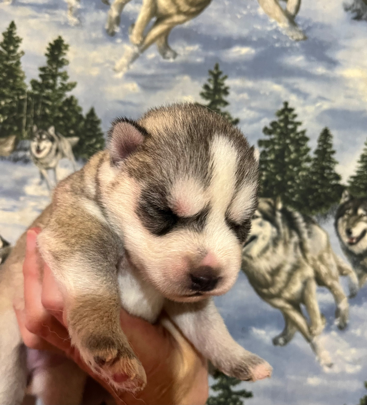 De La Fleur De Lys De La Ternoise - Chiots disponibles - Siberian Husky