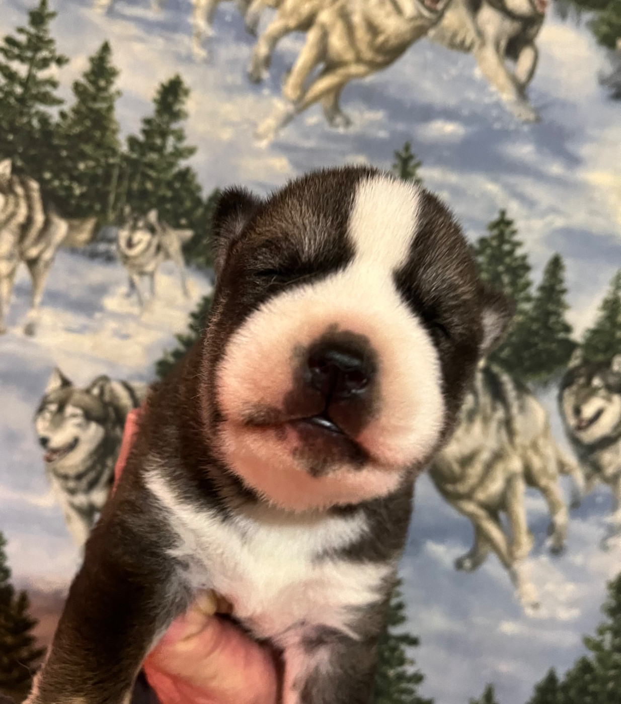 De La Fleur De Lys De La Ternoise - Chiots disponibles - Siberian Husky