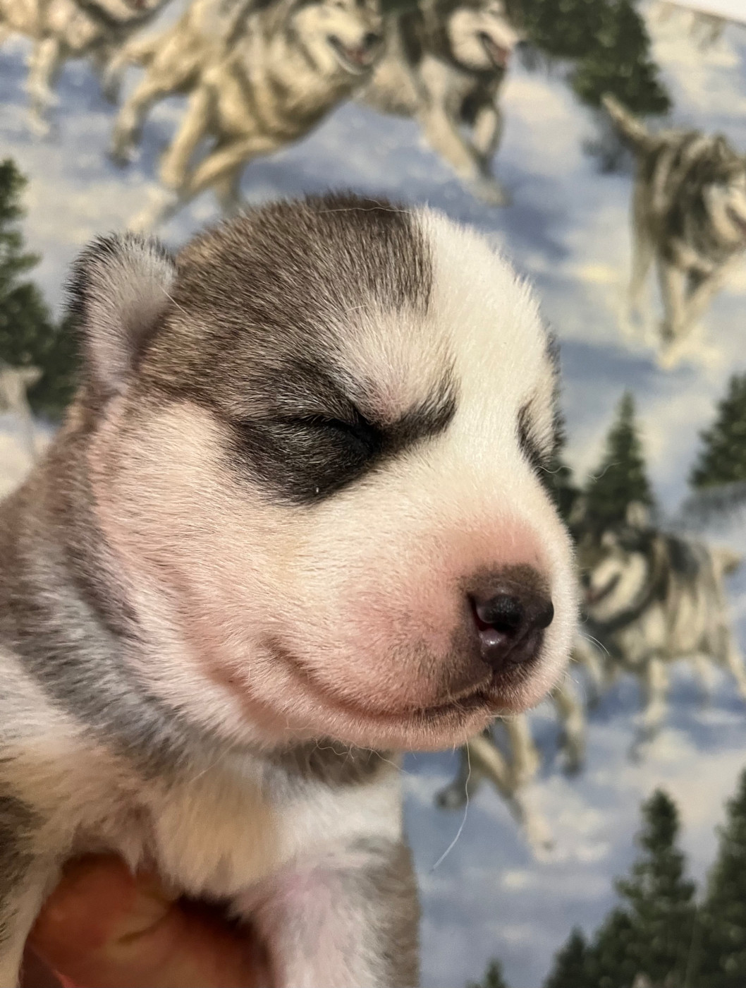 De La Fleur De Lys De La Ternoise - Chiots disponibles - Siberian Husky